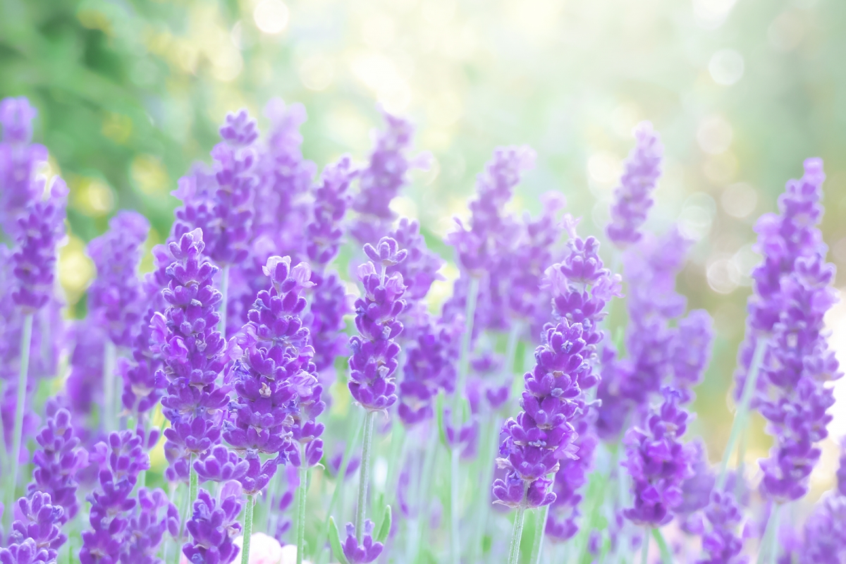 Rozw&oacute;j CDLXVI