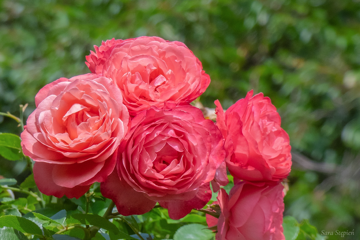 Rozw&oacute;j DCCXLI