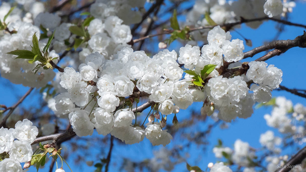 Rozw&oacute;j CMXXXVIII