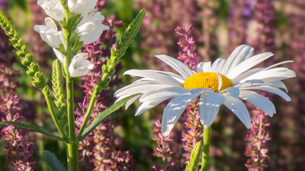 Rozw&oacute;j MCCCLXXII