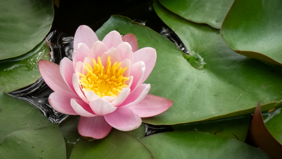 Rozw&oacute;j MCCCLXXI