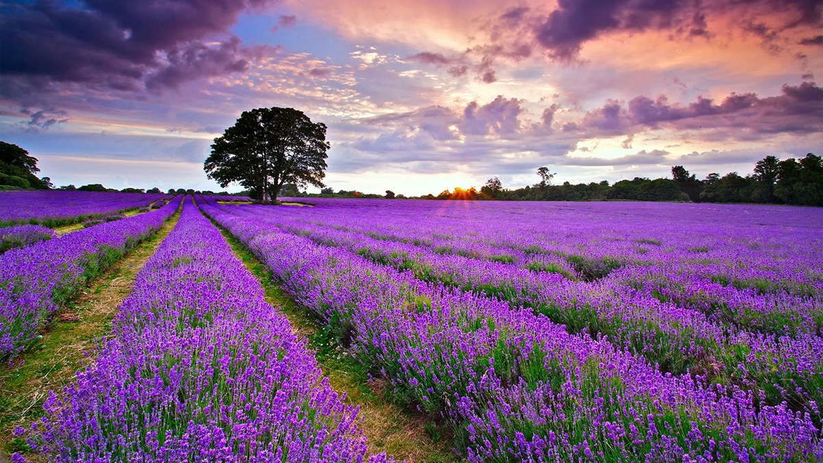 Rozw&oacute;j CXXXVIII