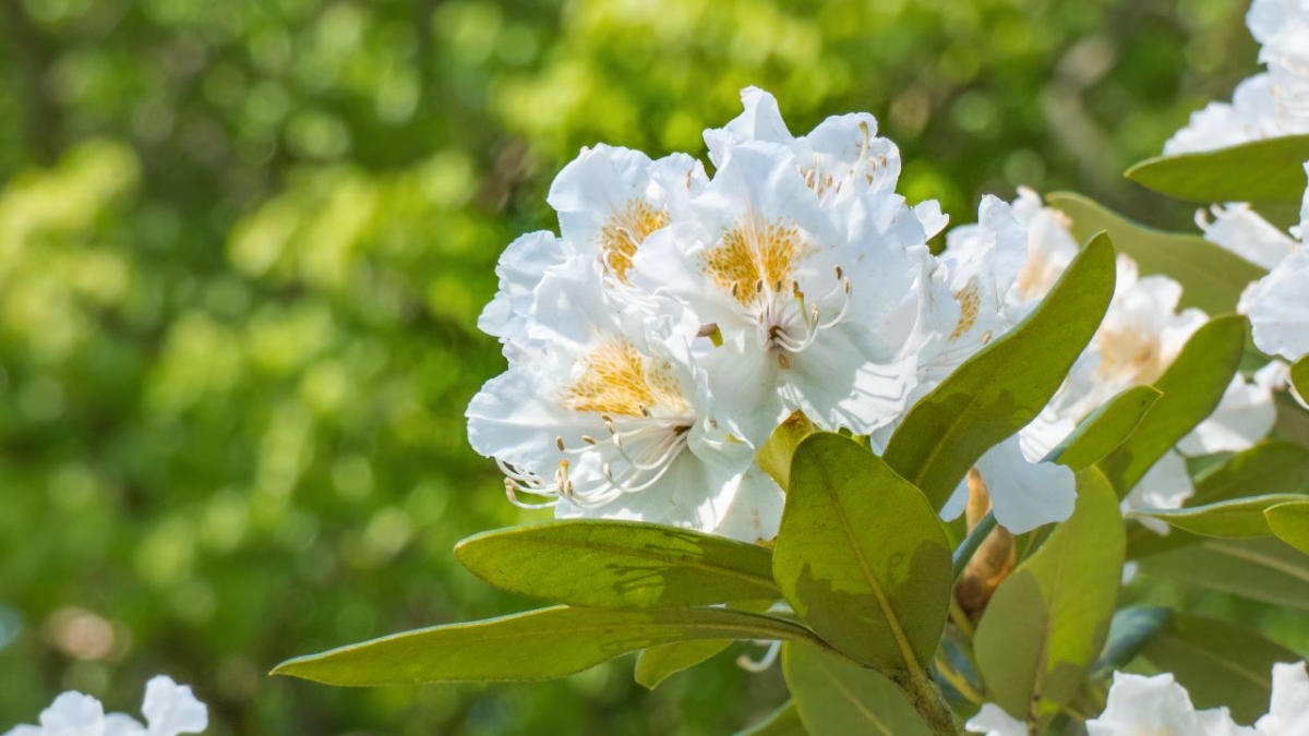 Rozw&oacute;j MCCCLIV