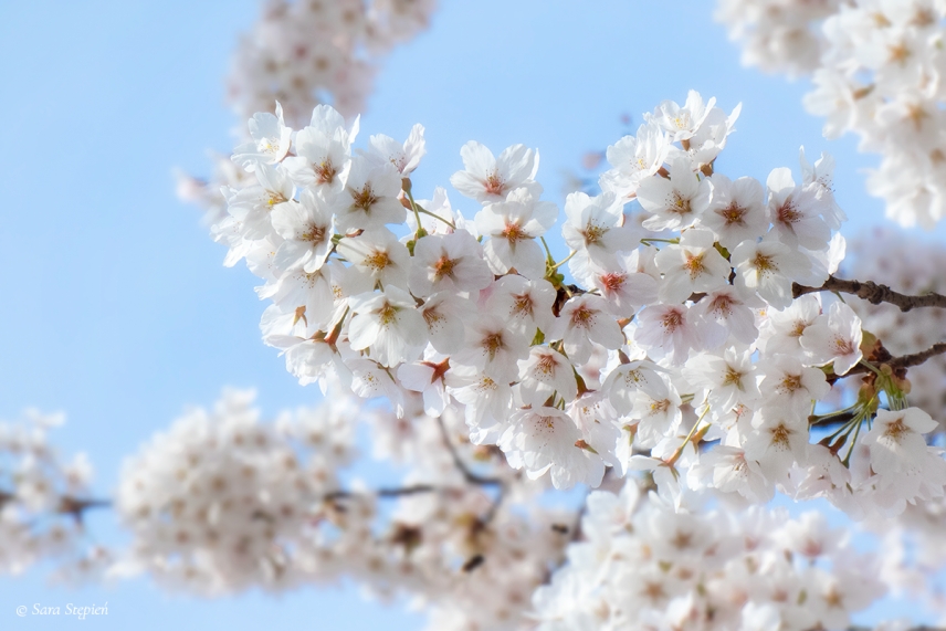 Rozw&oacute;j DLVIII