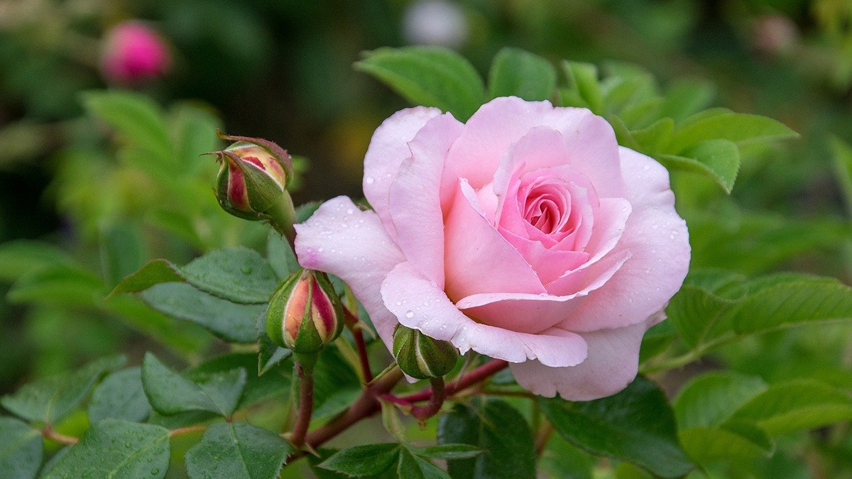 Rozw&oacute;j CMXCIV