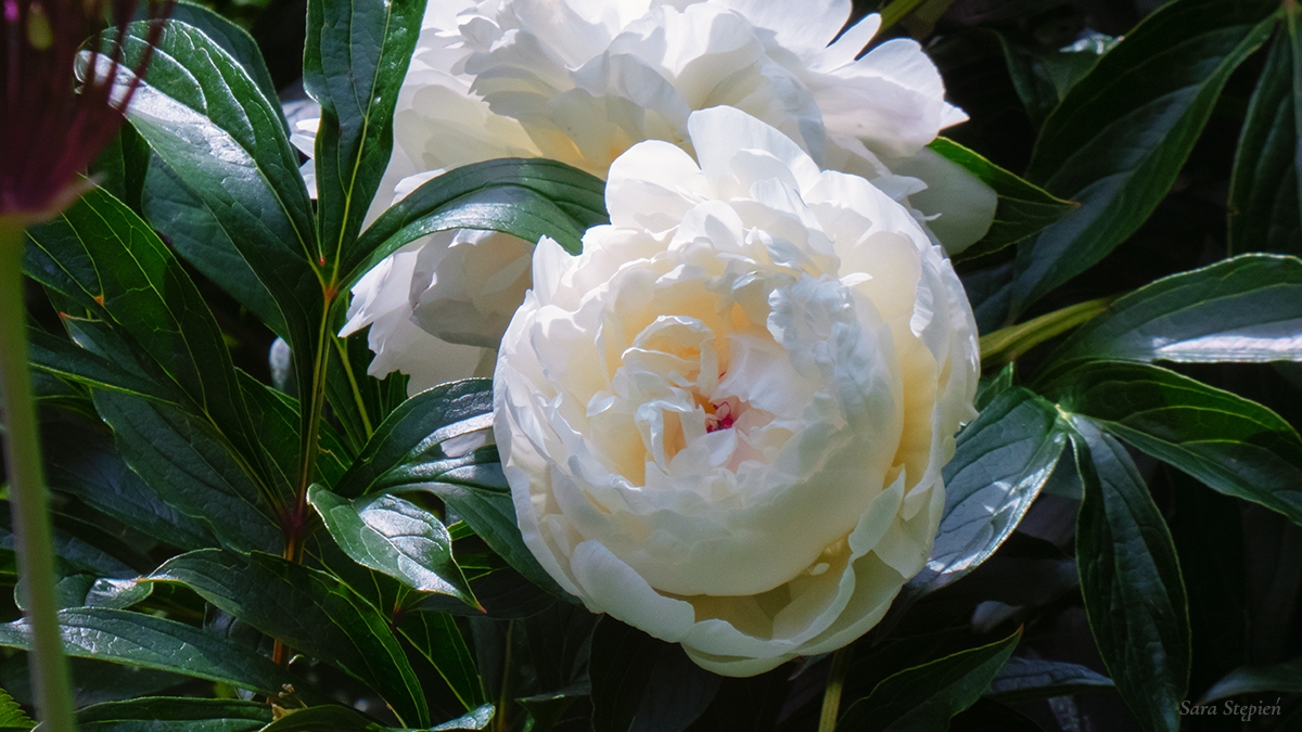 Rozw&oacute;j MCCXXIX