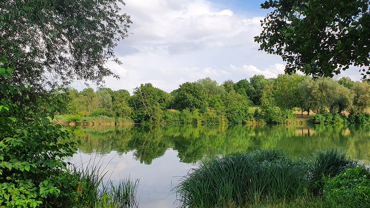 Rozw&oacute;j MCCLXV