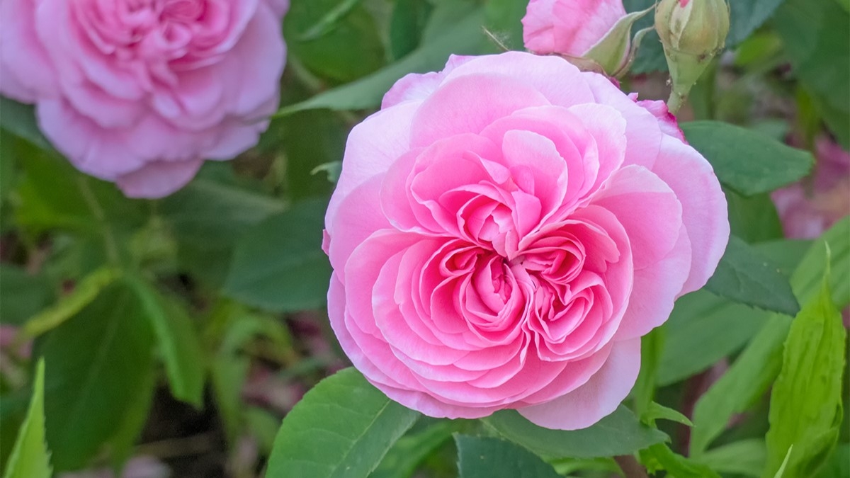 Rozw&oacute;j MCCCLVIII