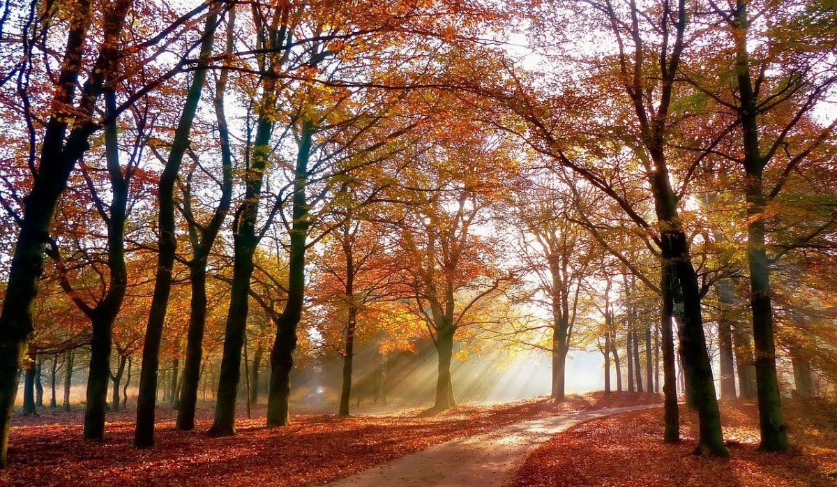 Rozw&oacute;j DCCCXXXV