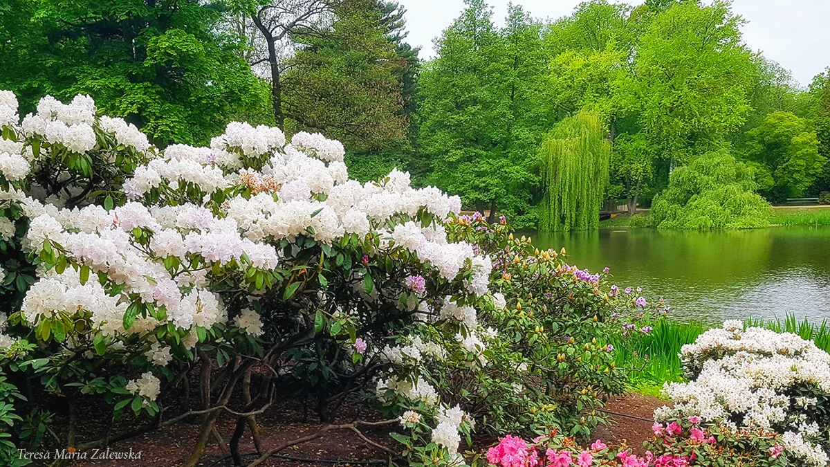 Rozw&oacute;j CMLXXVI