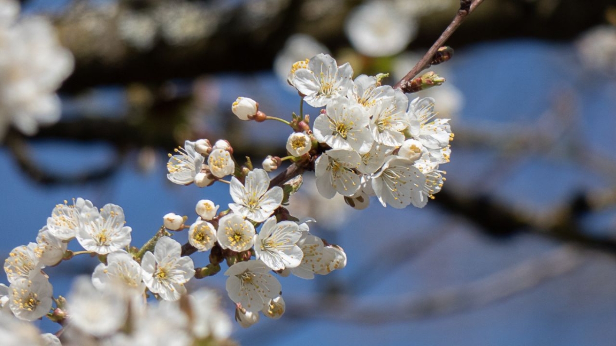 Rozw&oacute;j MCDXCI