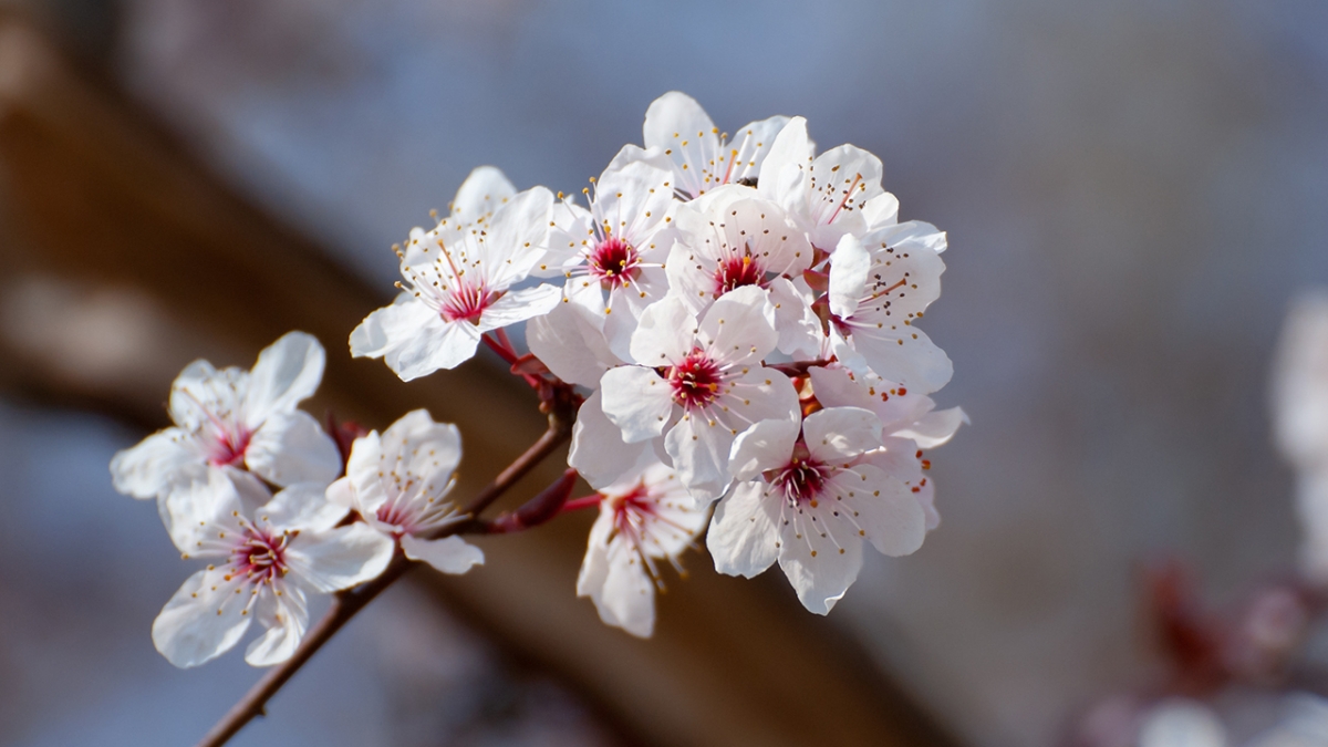 Rozw&oacute;j MCCCXXXVIII