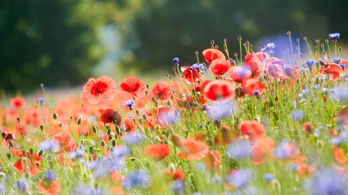 Rozw&oacute;j CCCXVI