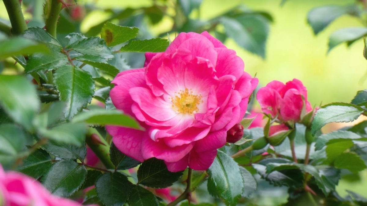 Rozw&oacute;j MCCCLXVIII