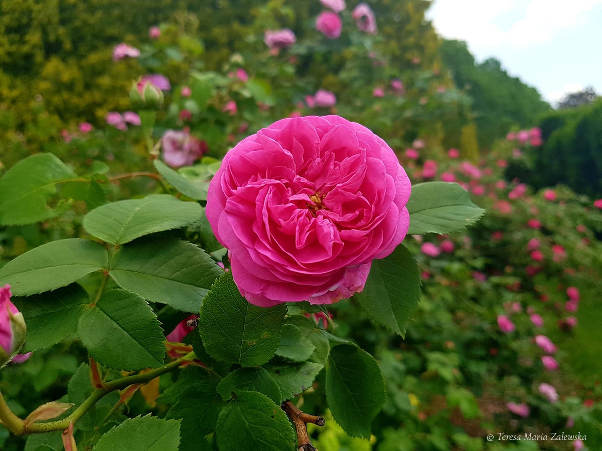 Rozw&oacute;j DLXVII