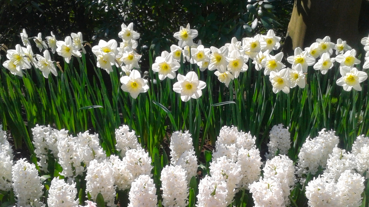 Rozw&oacute;j CCLXVI