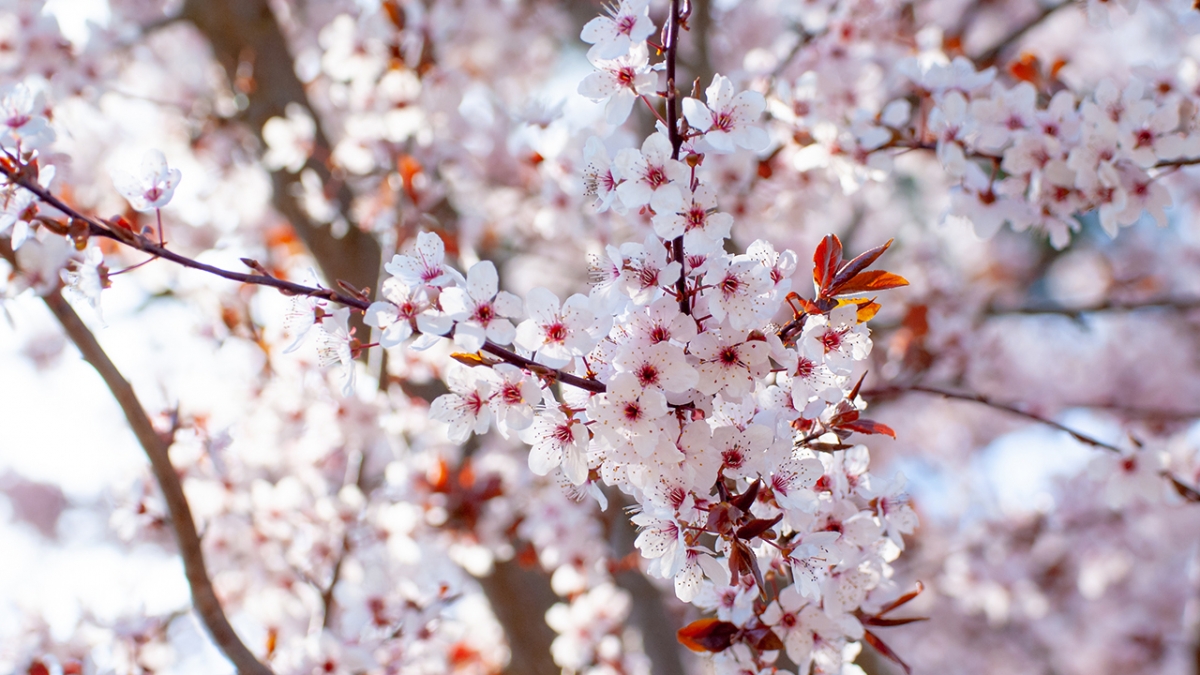 Rozw&oacute;j MCCCXXXIX