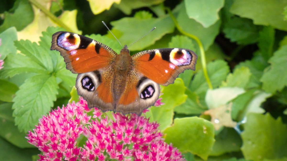 Rozw&oacute;j MDXXVI