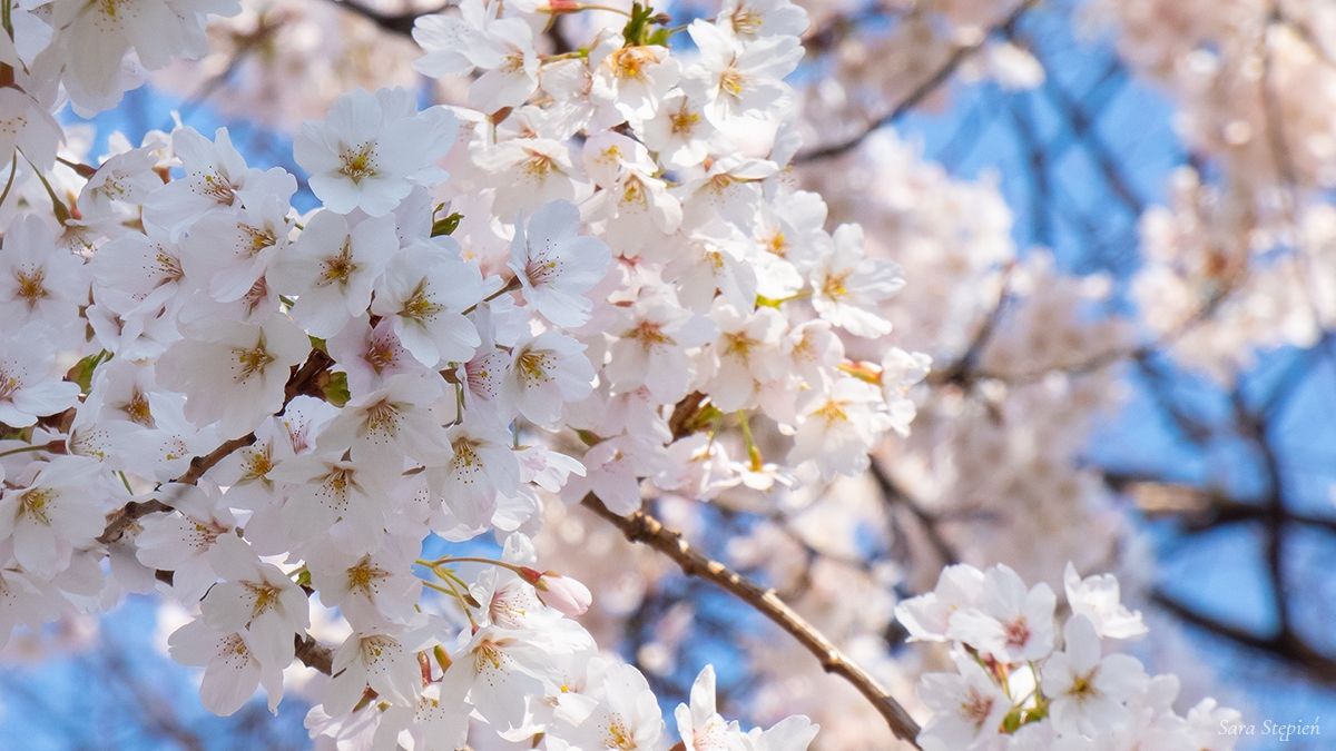 Rozw&oacute;j CMXLIV