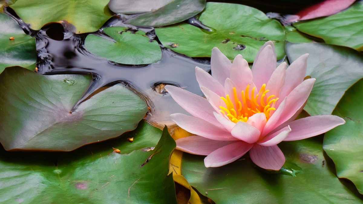 Rozw&oacute;j MCCCLXIV