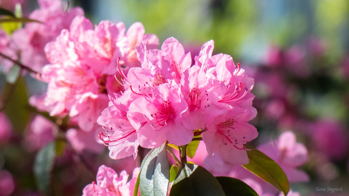 Rozw&oacute;j CMXLIX