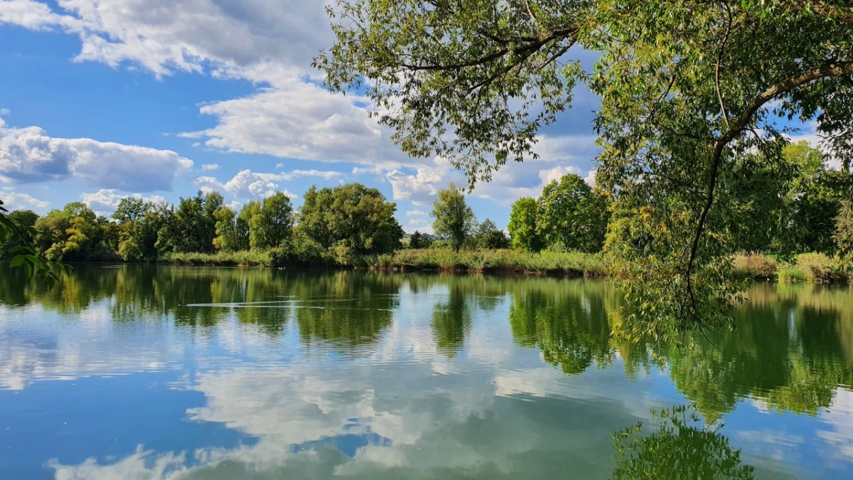 Rozw&oacute;j MCCCLXXXIV