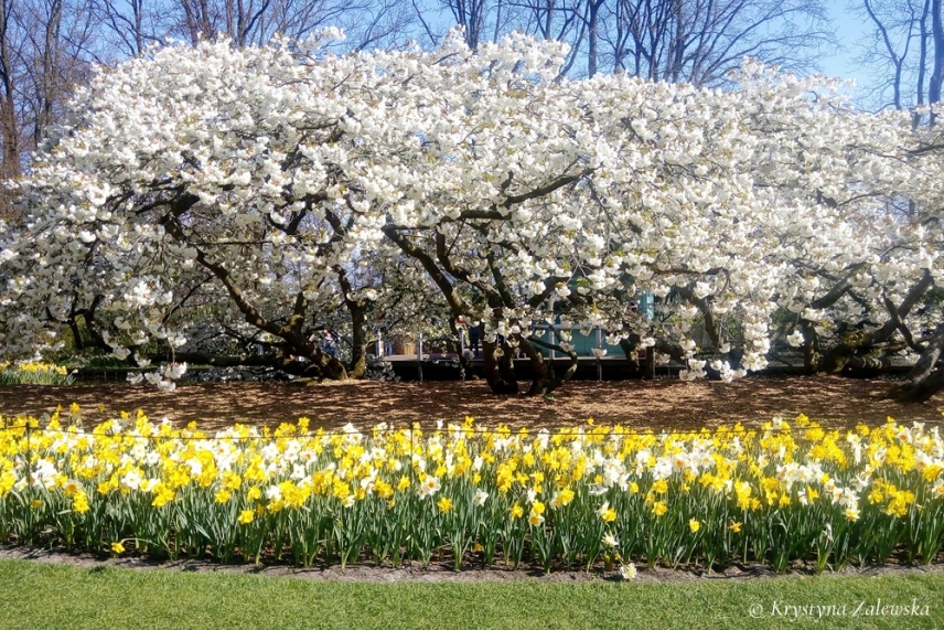 Rozw&oacute;j LXXXIX