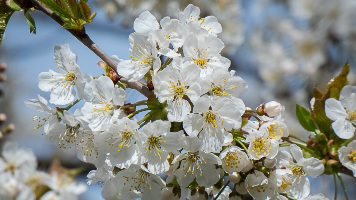 Rozw&oacute;j MCCCXLV