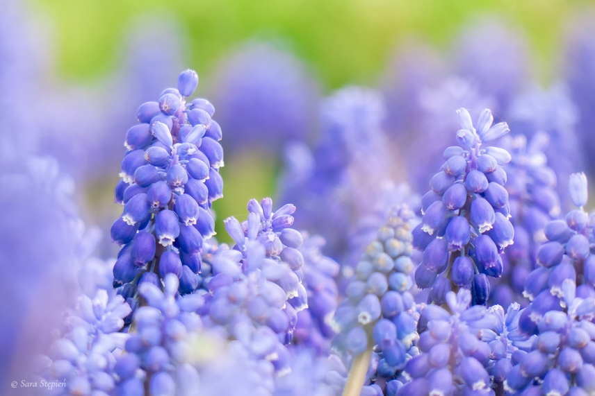 Rozw&oacute;j CDXXIII