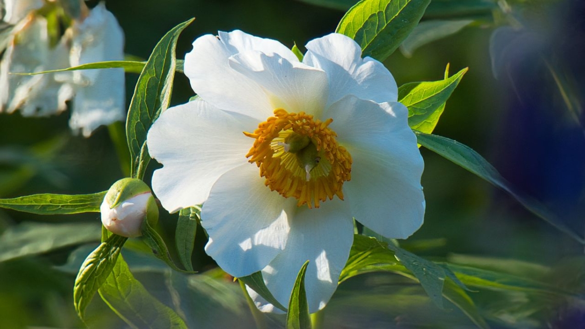 Rozw&oacute;j MDVIII