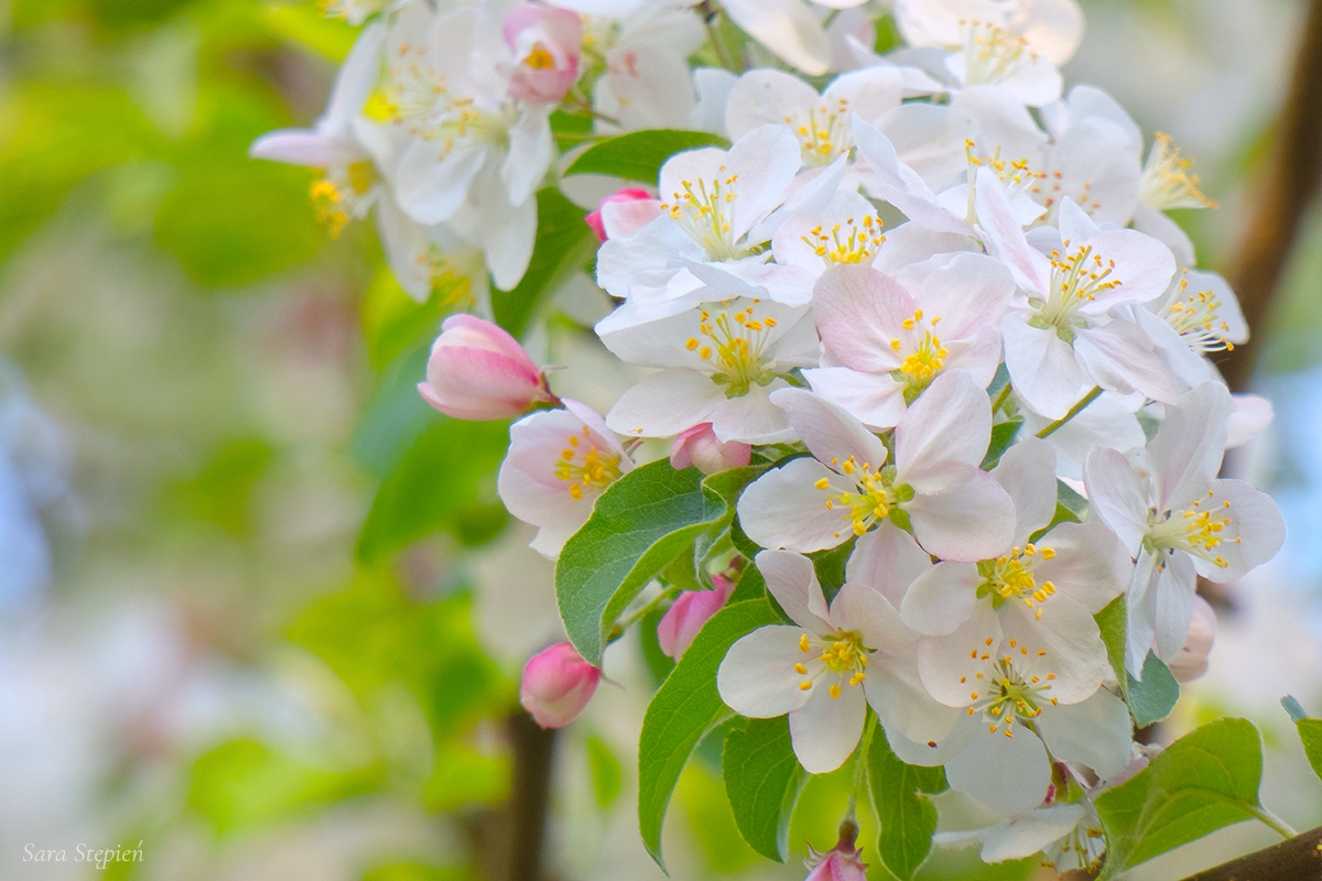 Rozw&oacute;j DCCXIV