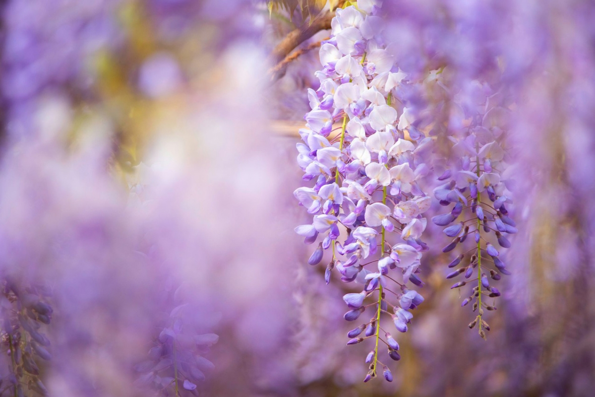 Rozw&oacute;j DCLXXXIX