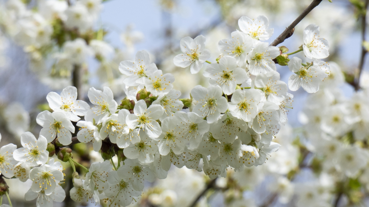 Rozw&oacute;j MCDXIII