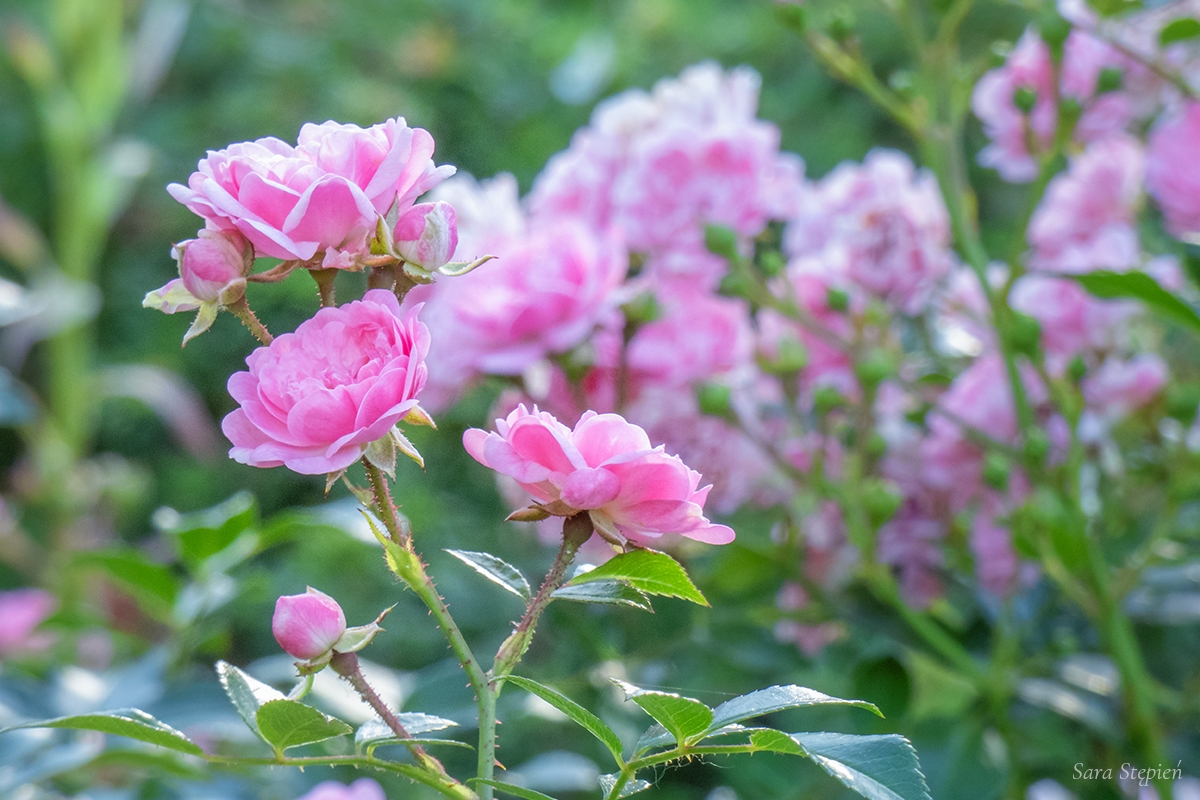 Rozw&oacute;j DCCXXXVIII