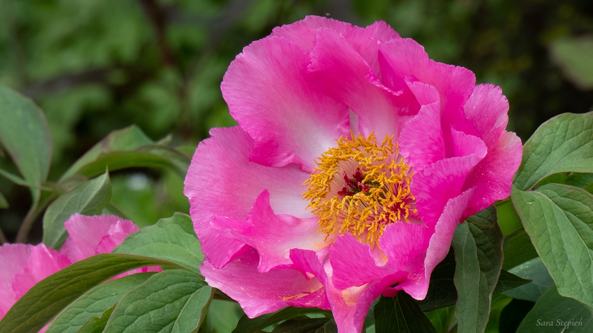 Rozw&oacute;j MCCXXVII