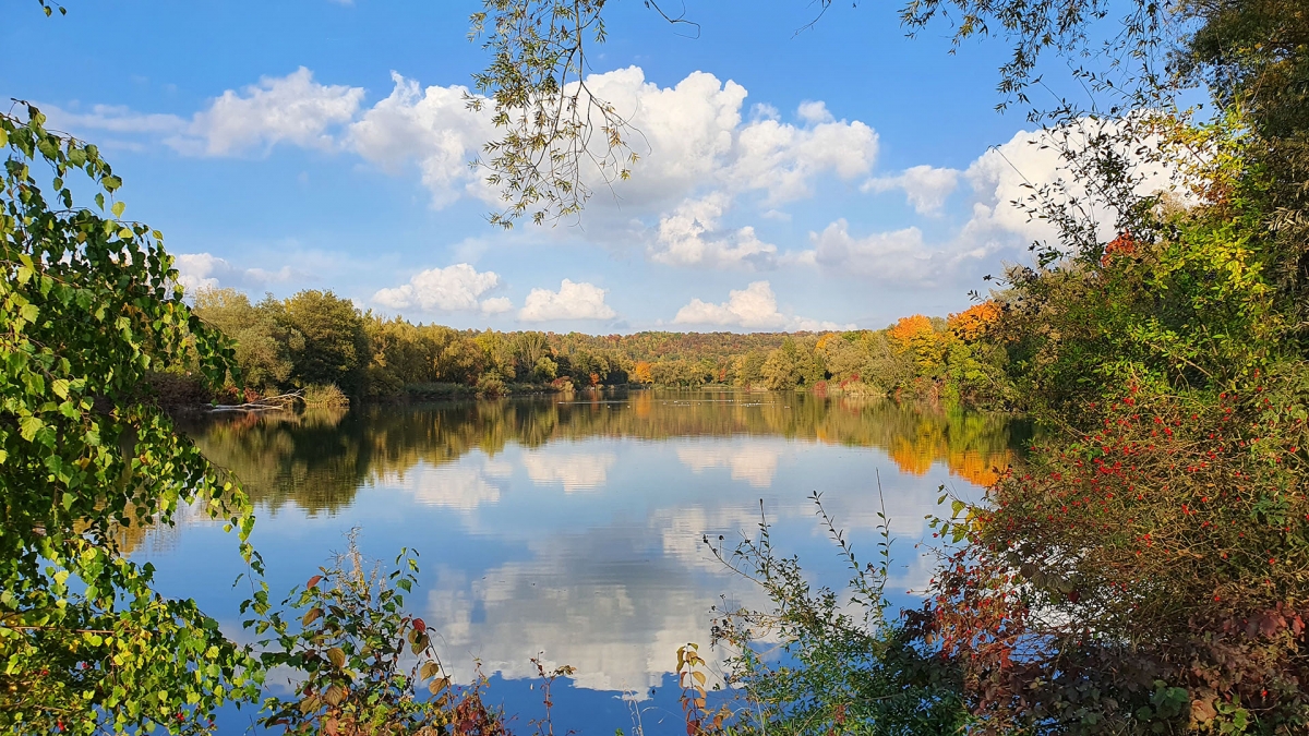 Rozw&oacute;j MCCCXV