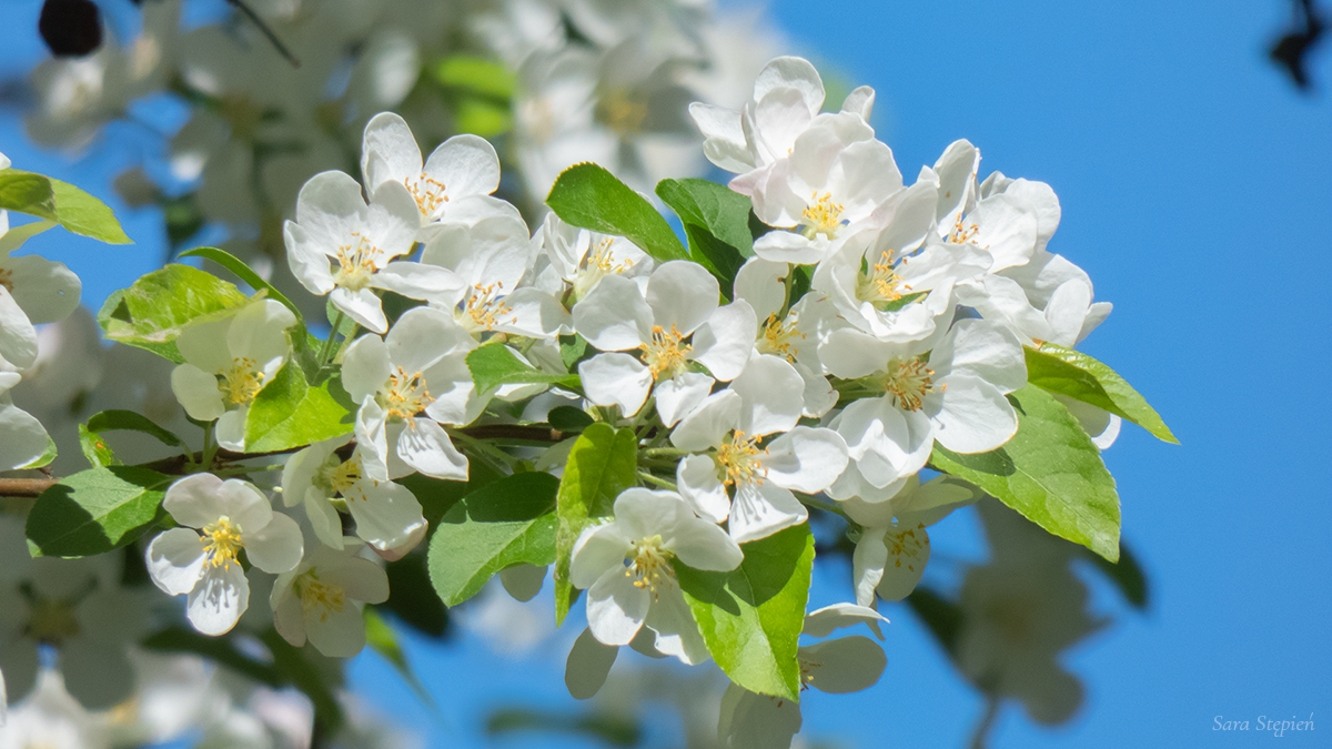 Rozw&oacute;j CMXLVII