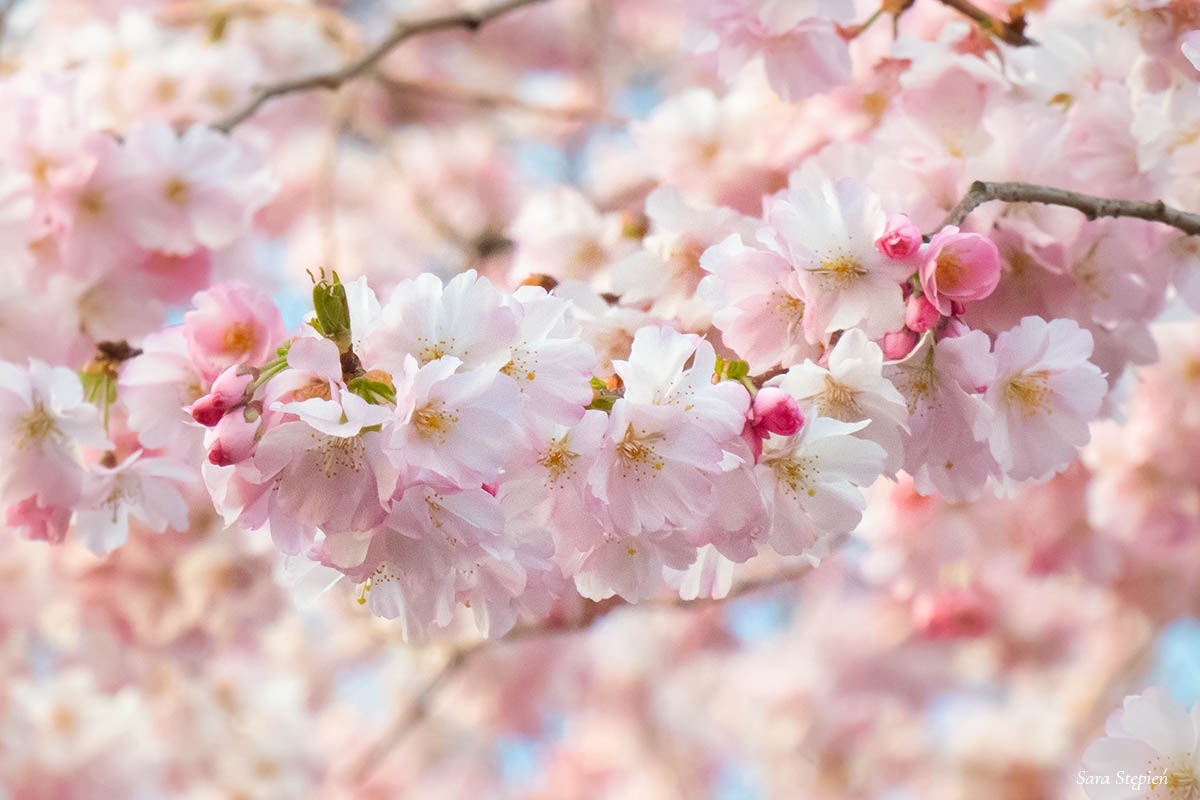 Rozw&oacute;j CMXXXV