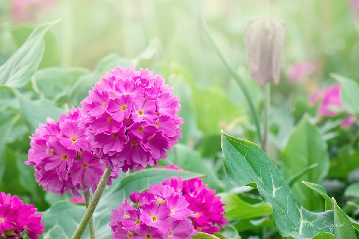 Rozw&oacute;j CDLXXVI