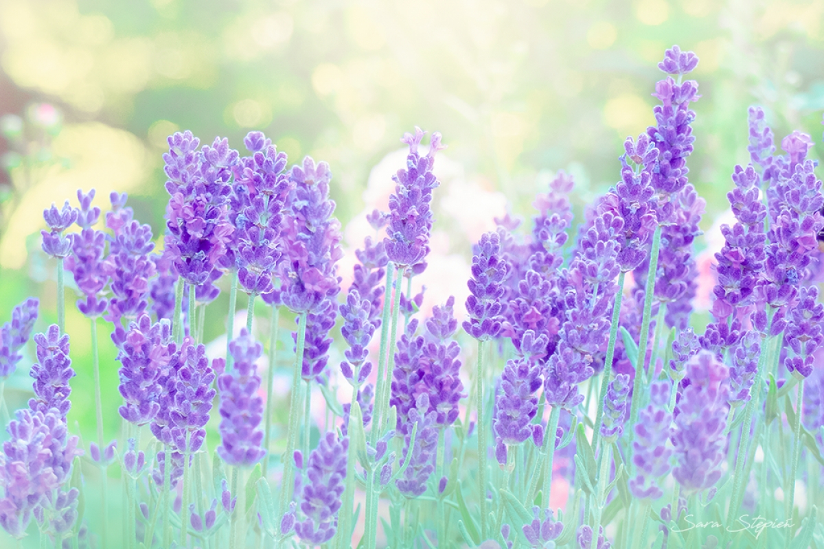 Rozw&oacute;j CDLXXIV