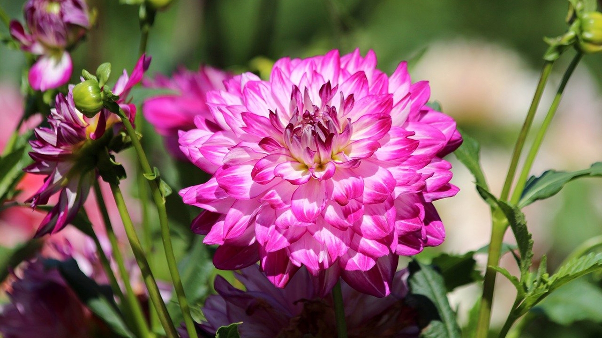 Rozw&oacute;j CMXCIII