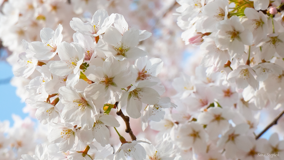 Rozw&oacute;j CMXLIII