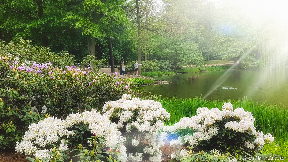 Rozw&oacute;j CMLXXIV