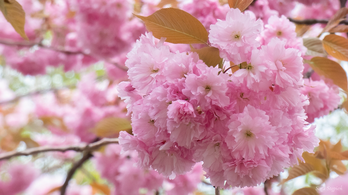 Rozw&oacute;j CMLVIII