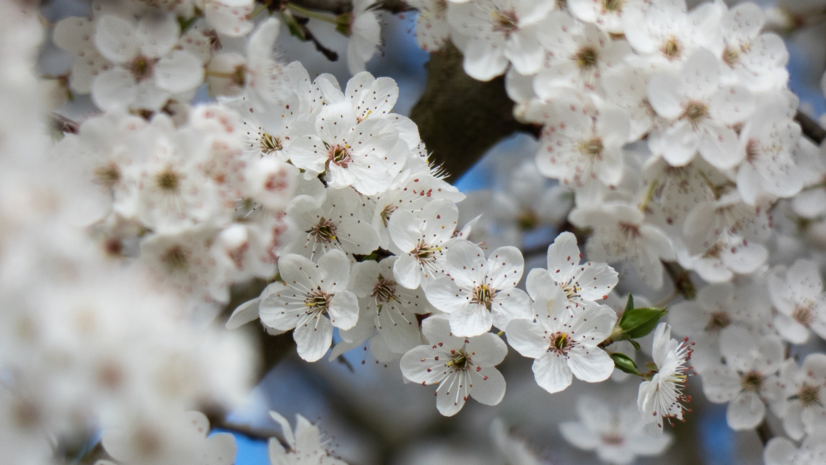 Rozw&oacute;j MCDXCV