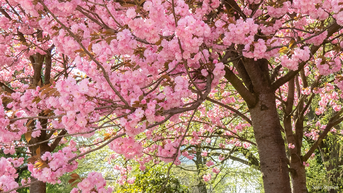 Rozw&oacute;j CMXLVIII