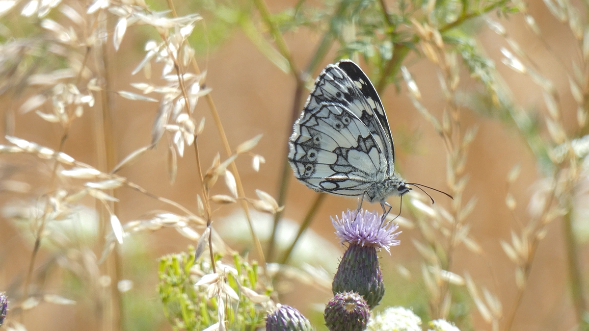 Rozw&oacute;j MCCLIII
