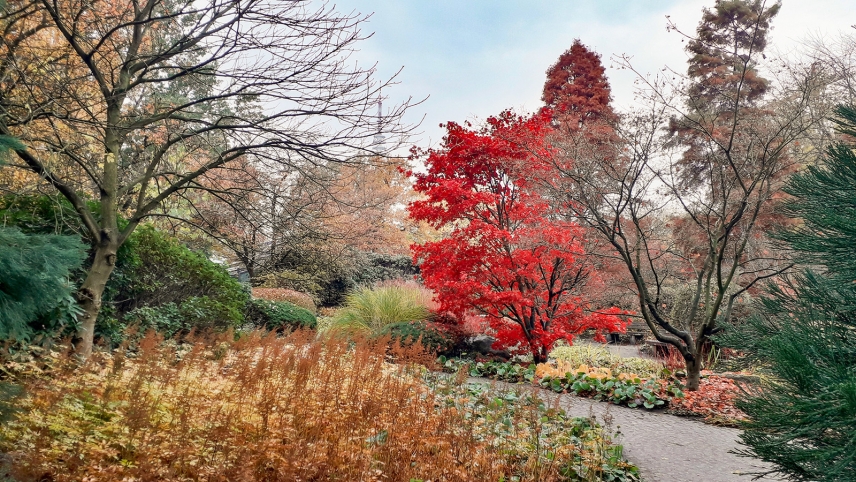 Rozw&oacute;j DXVIII