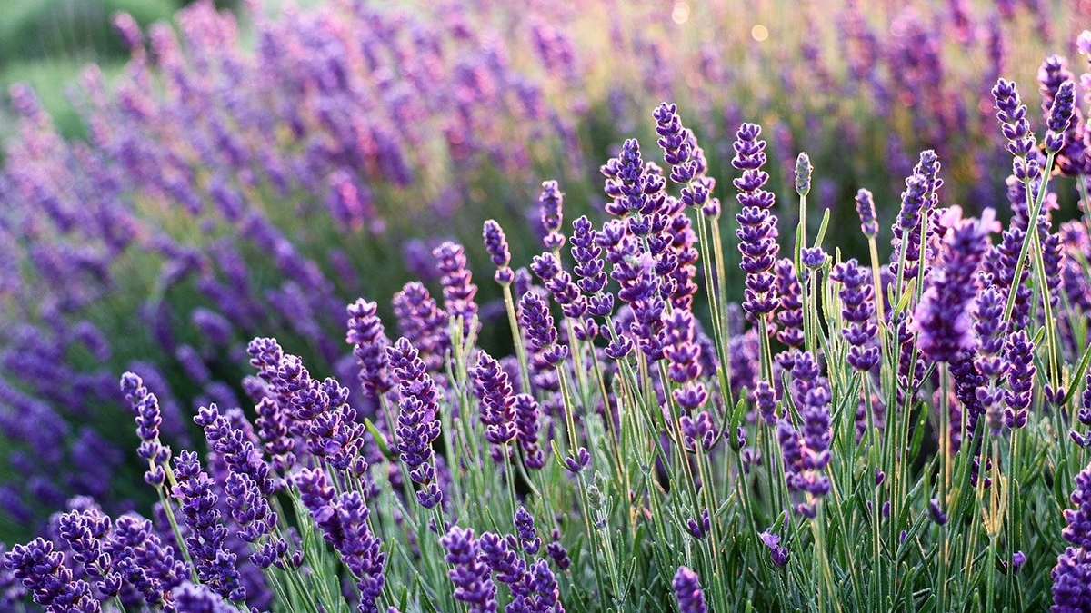 Rozw&oacute;j CMLXXXVII