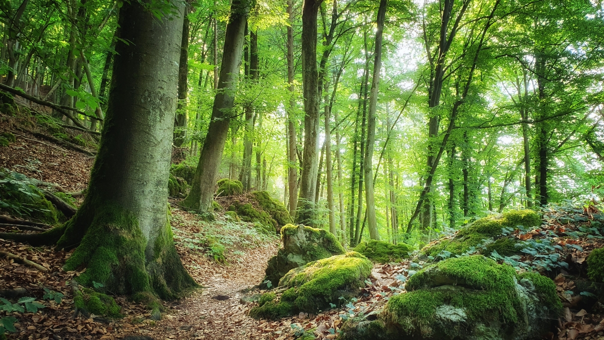 Rozw&oacute;j MCCLXXIII